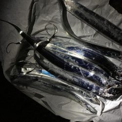 太刀魚半夜釣り